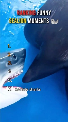 Rating the Best Sea Lion Moments 🦭😂 #sealions