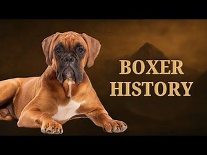 Boxer Dog History: The Secret Origins