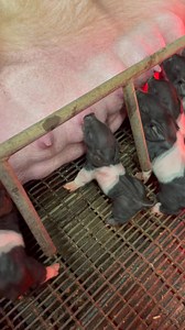 Money Moves X Turnin Tricks!!! Fantastic litter lots of boys!!!🤯🤯🤯🤯🔥🔥🔥🔥🔥🔥🔥🔨🔨🔨🔨🔨🔨🔨🧨🧨🧨🧨🧨🧨🧨🧨!!!! | Hankins Show Pigs