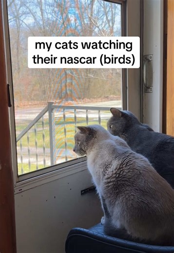 Cats Enjoying NASCAR: A Comedic View