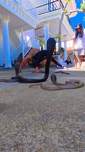 15K views · 320 reactions | Cobra alien #snake #life #enjoy #rescue #family | Deden Sparkling | Facebook