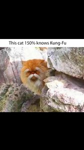 Kung-Fu fighter! | Bored Panda Animals