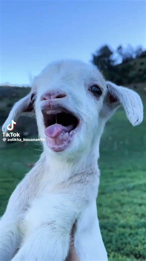 Goat baby sound|| #goat #babysoul