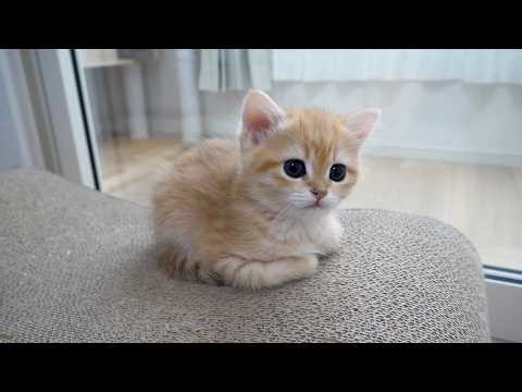 Cute kitten who finds a child playing alone and comes over to invite them to play...