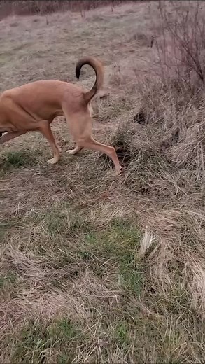 Dogs pooping (@dogs.pooping)’s videos with original sound - Dogs pooping