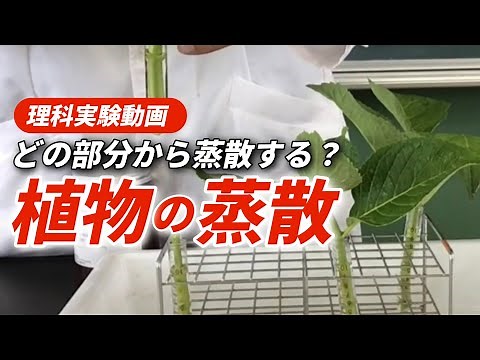 植物の蒸散〜葉の表、裏？どの部分から蒸散するのか？〜【葉の蒸散実験】