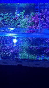 11 reactions | Huge selection of aquarium plants Potted from £4 Bunches from £3 Moss balls £2 Moss JAVA £4 per pot Xmas & 4 per pot Flame £5 per pot JAVA FERN on wood £14. Lots lots more... | East Lothian Aquatics | Facebook