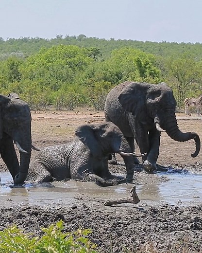 Elephant rolls in mud in Kruger National Park, South Africa #nature #safari #animals #wildlife #amazing | Wildest Kruger Sightings