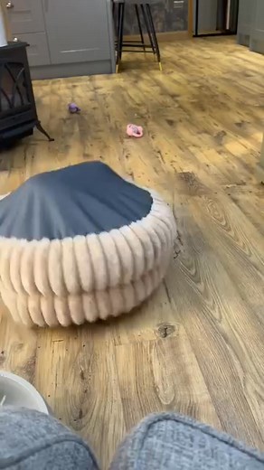 Absolutely adorable 🥰 #borderterrier | Border terrier