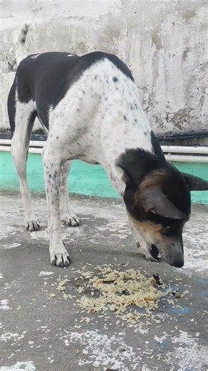 #అది మనిషి అయినా కుక్క అయినా...అందరు వొద్దు వొద్దు అంటారు సేవన్నీ....🙏కానీ iam here to help the dog.