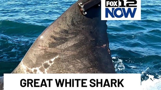 Tracking a great white shark off the Oregon coast | Haystack News