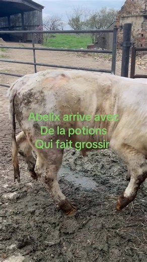 #repro #agri #evolution #charolais #francaise🇨🇵 @TeddyBess0