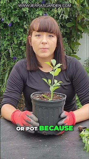 How to Transplant and Grow Barbados Cherry Trees for Abundant Fruit Production