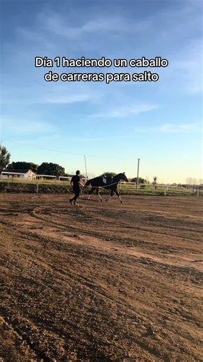 Entrenamiento de Caballos de Carreras: Proceso Inicial
