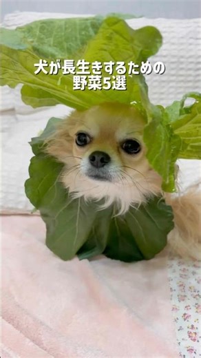 犬が長生きするための野菜5選🥬 #チワワ #犬のいる生活 #犬 #pets #プチ知識 #shorts #健康