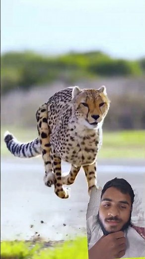 entertainment mrbeast ka cheetah foot race 🐅🐅