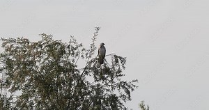 buse variable (buteo buteo) à l'affût posée sur un arbre