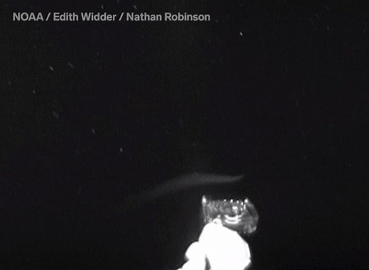 14K views · 133 reactions | You're looking at what has been called...