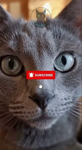 Blue-Eyed Elegance | Mesmerizing Grey Cat in Sunlight 😻✨