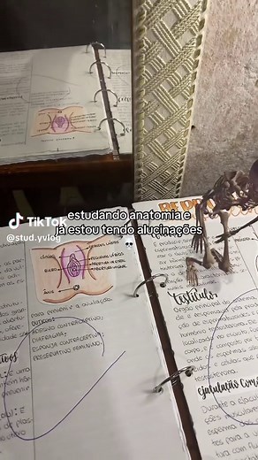 Desenhos do Sistema Reprodutor: Anatomia Humana