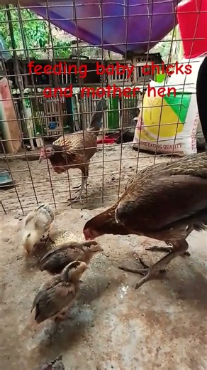 feeding chickens #feeding #chicken #chicks #chickencare #backyardchickens