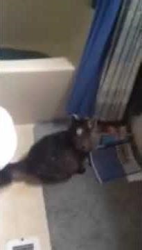 Elsa the Maine Coon Kitten makes amazing jump!