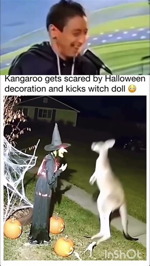 bhut kangaru ko dara raha tha lakin kangaru ne bhut ko mar diya 😀