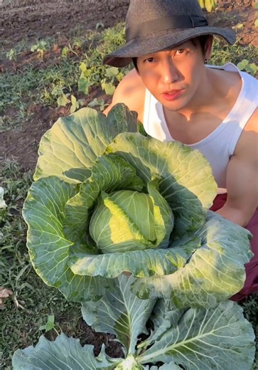 วิธีปลูกกะหล่ำปลีหัวโตง่ายๆ