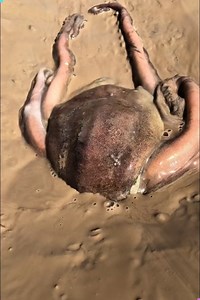 126K views · 528 reactions |  Mind-Blowing Flexibility: How an Octopus Fits Anywhere! #octopusfacts #amazingnature #marinebiology #incrediblecreatures #animaladaptation | Creative Inspiration For You | Facebook