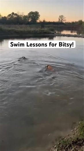 Teaching a new puppy how to swim! 🏊‍♂️ 🐶