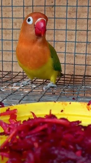 Breakfast time 🍓🫐🥕#birds#birdsavairy#foodie#instagram#youtubeshorts