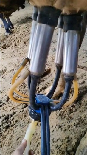 farm milking machine 😳😱| dairy cow milking machine🐄#shorts #dairyherd #milk #dairyproducts