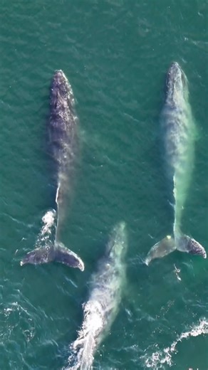 📍Icy Strait Point, Alaska Welcome to the summer feeding grounds in the heart of Alaska 🐋 These nutrient-rich waters come alive as humpback whales return to feed, breach, and play… and there’s nothing quite like seeing it up close 🤩 ❓Going on an Alaskan cruise? ✅Make sure Icy Strait Point is on your itinerary 🗺️ ❓Looking for things to do during your visit? ✅Book a whale watching tour🐋 ❓What to bring? ✅The whole family and plenty of memory for your camera roll 📸 #IcyStraitPoint #Alaska #Whal
