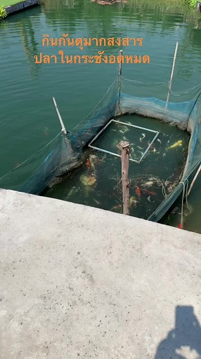 โดนกระโห้ซัดซะเรียบปลาในกระชังอดหมด