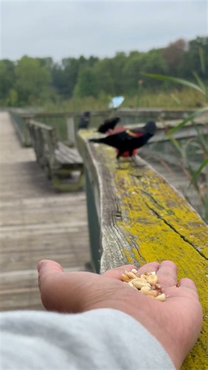 Red Cardinal - Angry or just Hungry?#redcardinal #nature #wildlife #shorts #redwingedblackbird #fyp