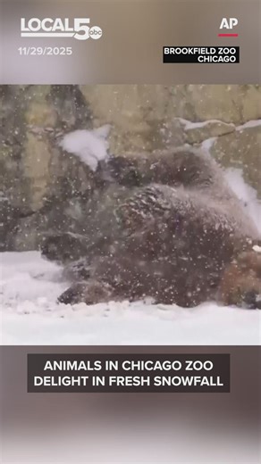 Animals in Chicago zoo delight in fresh snowfall