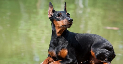 Miniature Pinscher Colors: Rarest to Most Common