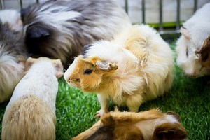 How to Entertain Your Guinea Pigs? 10 Games & Entertainment Ideas | Animallama