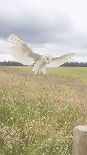 Barn owl flying in slow motion