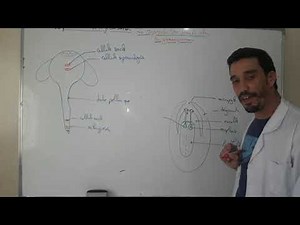 La pollinisation et la fécondation chez les gymnospermes (TC)