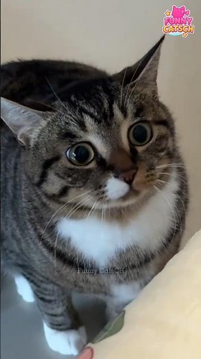 Cute & Funny Cats Compilation 🐾😹 | Best Cat Shorts #47