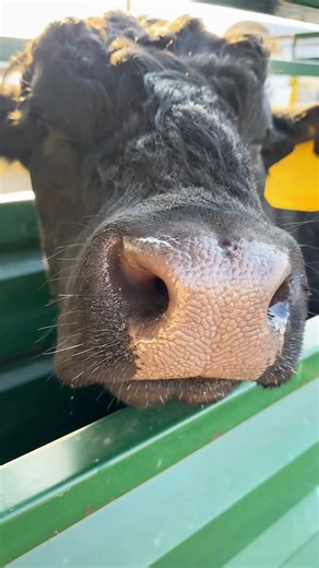 Preg Checking Cows!🐮 | Katie Van Slyke