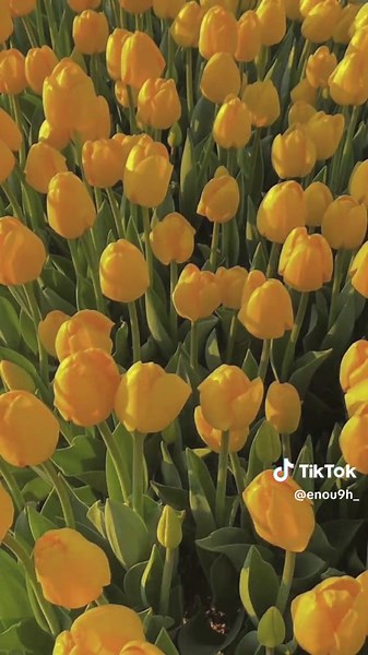 Beautiful Tulip Flowers Aesthetic Wallpaper