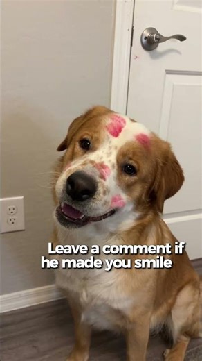 The Cutest Doggo You'll See Today 🐕💘