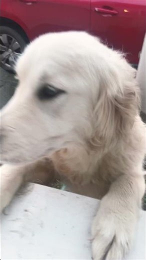 Why are you so cute Rosie and ruby the golden retriever sisters