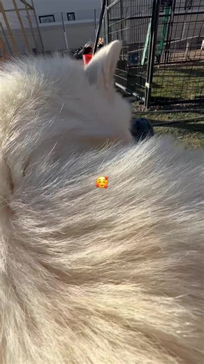 Understanding Wolf Conservation Efforts