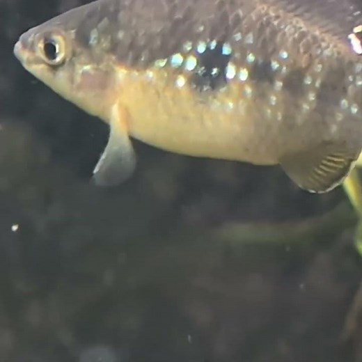American Flag Fish --- America #FloridaFlagFish