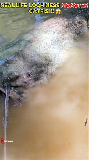 Real Life Loch Ness Monster CATFISH! 😱 #fishing