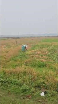 Day19 nature fri 27/2/2026 time 7:50am.... #morning #nature#shorts #morning #villagelife #dailyvlog