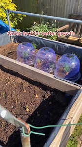 How to speed up and protect plant growth using a cloche #didyouknow #LearnOnTikTok #plants #plantdad #PlantTok | TheGarden
